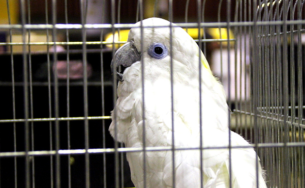 Mezi vzácné druhy nabízené ve Zwolle patřil i kakadu brýlový (Foto: Jan Potůček, Ararauna.cz)
