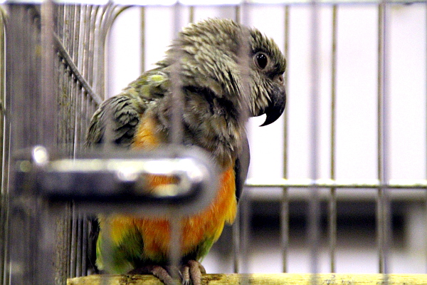 Africké druhy reprezentoval například papoušek červenobřichý (Foto: Jan Potůček, Ararauna.cz)