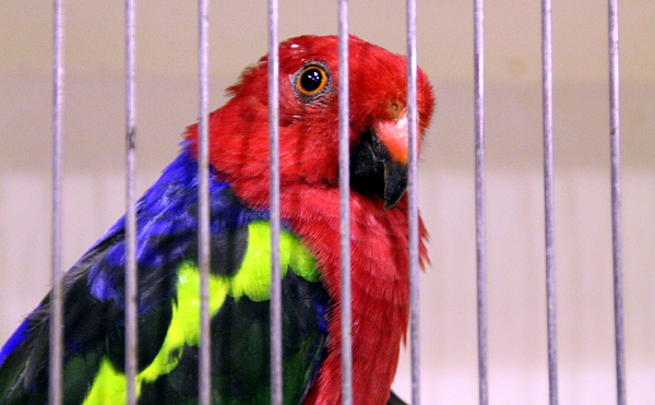 Z australských středně velkých druhů byl k dostání papoušek karmínový (Foto: Jan Potůček, Ararauna.cz)