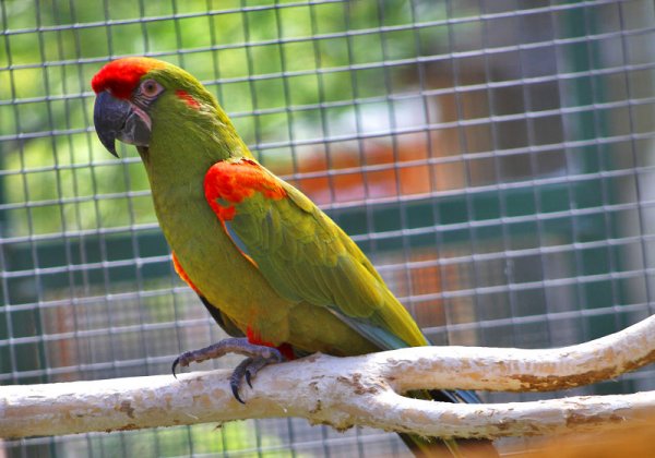 Bošovice ara červenouchý