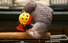 Nebezpečné hračky pro papoušky: můžou poranit, nebo i zabít!