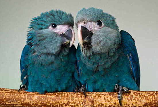 Mláďata ary škraboškového v berlínském chovném zařízení ACTP (Foto: ACTP)