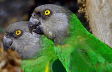 Španělsko zakázalo chov deseti druhů papoušků. Amazoňanů, aratingů i mníšků