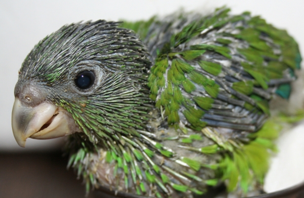 Amazoňan šedohlavý mládě