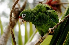 Amazoňan portorický už nebude vyhuben, věří vědci. Z 13 ptáků už jsou čtyři stovky