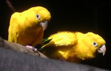 Ostravská zoo počtvrté odchovala aratingy žluté. Chce si pořídit druhý chovný pár