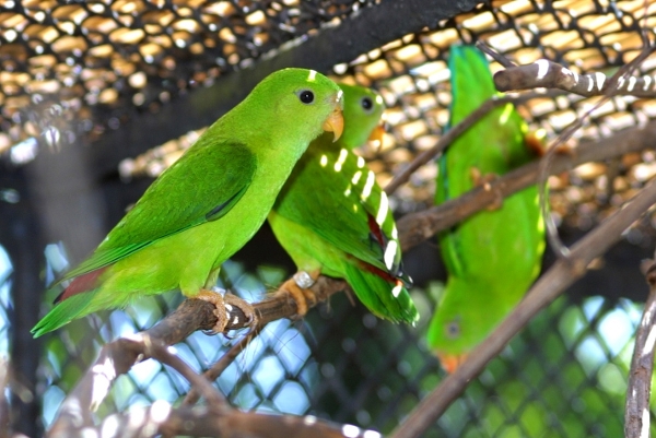 Vylétlá mláďata lorikula modrobradého (Foto: Antonín Vaidl, Zoo Praha)