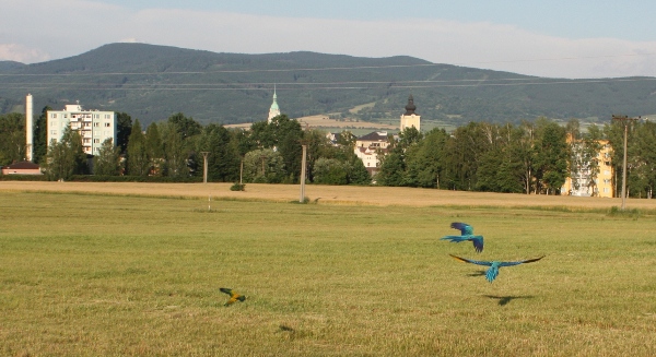 Volný let papoušků u Šumperka