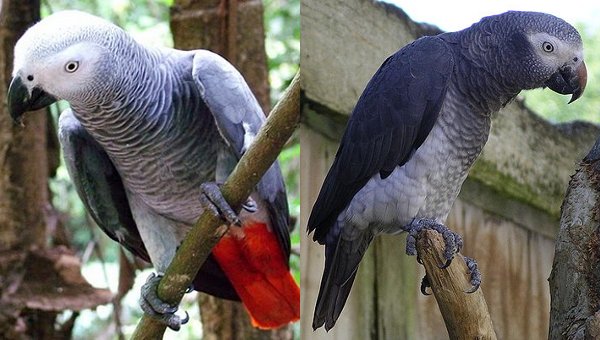 Papoušek žako byl oficiálně rozdělen na dva druhy: žako velký a žako liberijský