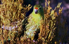 Západoaustralská vláda vyčlení miliony na záchranu papouška zemního západního