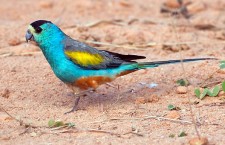 Australská vláda vykoupila pozemky pro ochranu papouška žlutoramenného