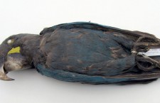 Nejznámější vyhynulí papoušci: ara tyrkysový, alexandr modrolící a papoušek karolínský