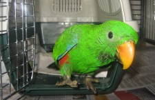 Jak legálně dovážet nebo vyvážet papoušky z České republiky?
