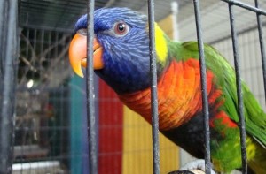 Lori mnohobarvý jižní