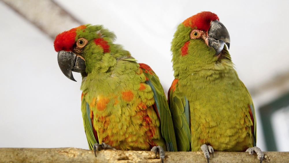 Na návštěvě zimoviště papoušků v ústecké zoologické zahradě