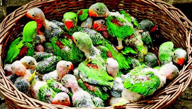 V Indii se pět tisíc rodin živí odchytem a prodejem ptáků. Polovinu úlovků tvoří papoušci