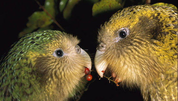 Kakapa sovího vyřadili z ankety Pták roku na Novém Zélandu. Příliš často vyhrával