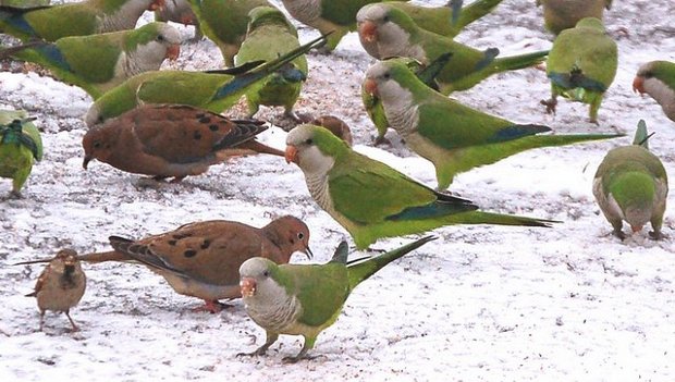 Návrh směrnice o invazních druzích předloží Evropská komise letos na jaře. Dotkne se papoušků?