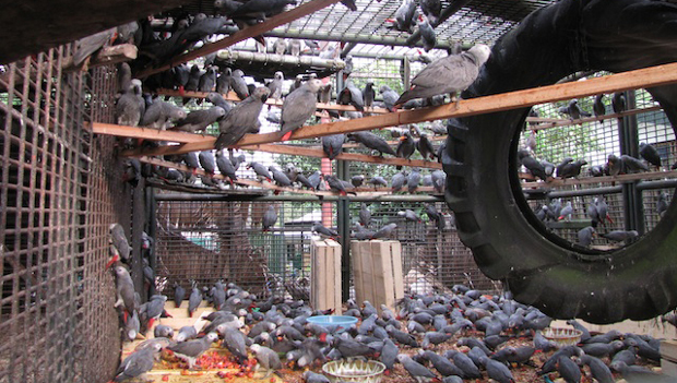 Po třech letech se sejde mezinárodní konference CITES. Otevře otázku odchytu žaků?