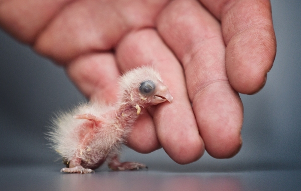 Loríček rudobradý, ZOO Praha