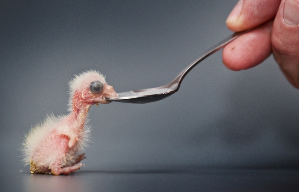 Loríček rudobradý