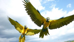 Volný let papoušků