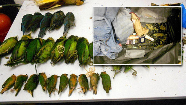 Dva Češi z Prahy zadrženi ve Vídni s 60 pašovanými papoušky, loskutáky a rajkou. A ptačí chřipkou H5N1