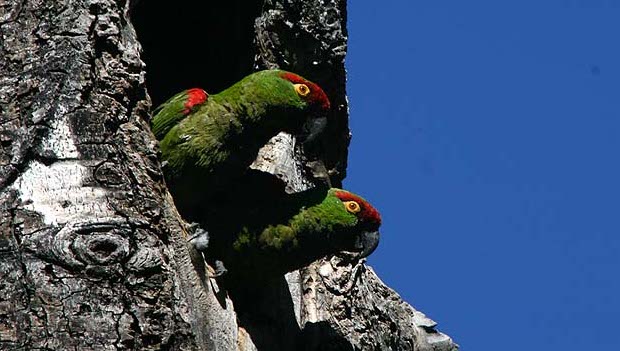 Americké úřady vzdávají snahu o návrat ararů zelených, podpoří jejich ochranu v Mexiku