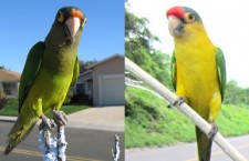 Prodejci papoušků v Nikaragui „vyrábějí“ bělidlem a barvou vzácné mutace aratingů