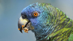 Amazoňan mnohobarvý