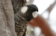 Kakadu černý tenkozobý