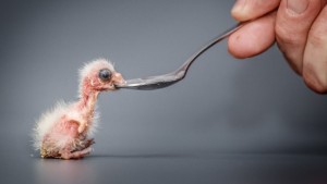 Loríček rudobradý