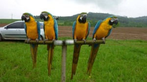 Ara ararauna