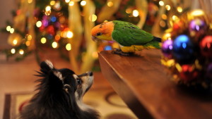 Silvestr s papouškem