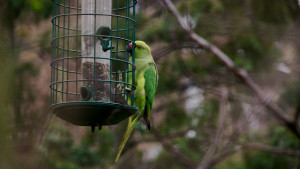 Alexandr malý u krmítka