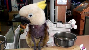 Kakadu žlutočečelatý