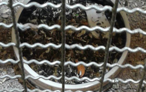 Miska s krmivem pro žaka v olomouckém zverimexu (Foto: Zdeněk Krňávek)