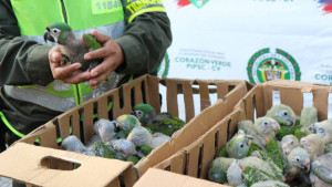 Pašerák v Kolumbii