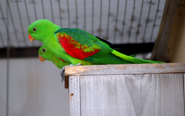 Papoušky timorské odchoval Karel Hansal jako první v Rakousku. Dnes chová několik párů těchto ptáků a každoročně je rozmnožuje. (Foto: Jan Sojka, Nová Exota)