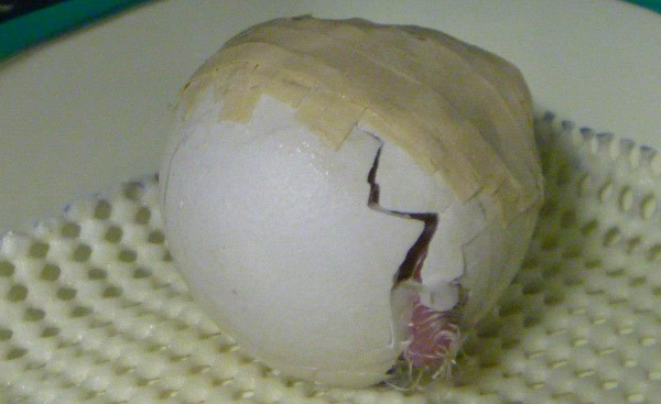 Líhnutí mláděte kakapa sovího ze "záplatovaného" vajíčka (Foto: Kakapo Recovery Team)