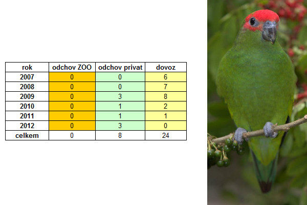 CITES_Amazónek červenohlavý