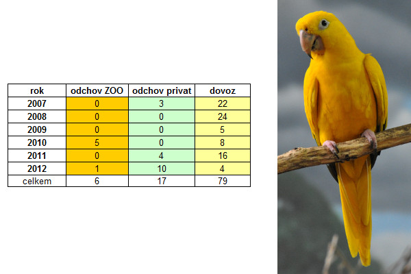 CITES_Aratinga žlutý