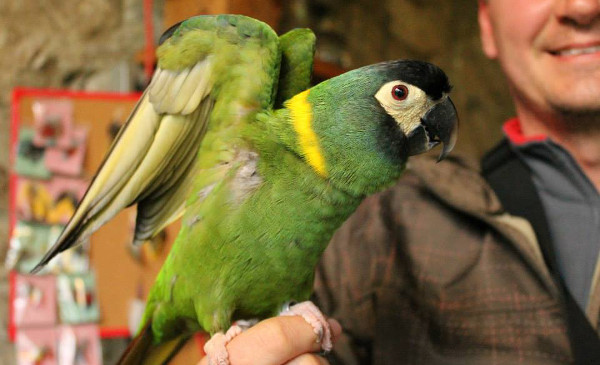 Mezi netradičními papoušky, kteří v Lipové-lázních létali na volno, byl i tento ara žlutokrký (Foto: Karlos Otruba)