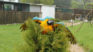 Volný let papoušků ve Faunaparku Lipová-lázně (Foto: Karlos Otruba)