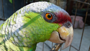 Amazoňan fialovotemenný