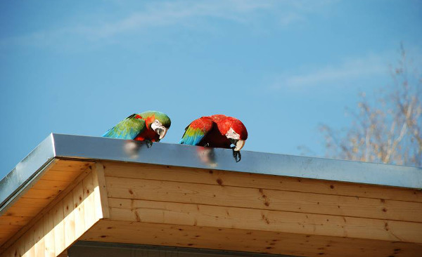 Ara harlekýn a ara zelenokřídlý sledují, co se děje v areálu Faunaparku (Foto: archiv Petra Augustýna)