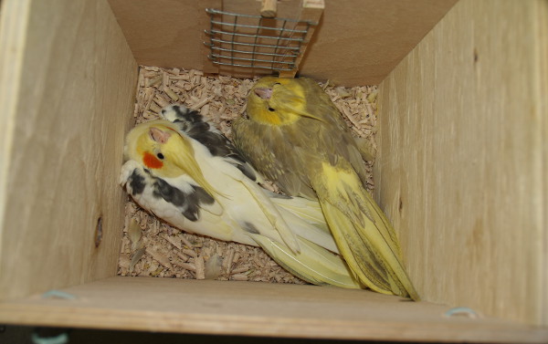 Pohled do hnízdní budky, vpravo je pták málo chované žlutolící skořicové mutace (Foto: Jan Sojka, Nová Exota)