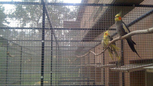 Voliéry pro výstavní korely u Reného Poštulky