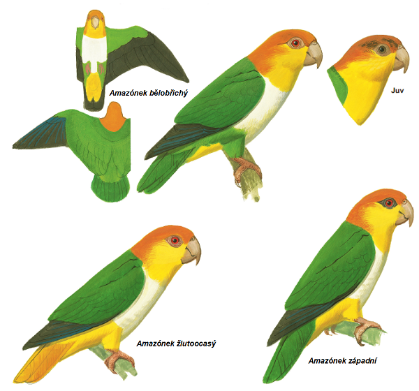 Nové druhy amazónků, které byly dříve považovány za poddruhy amazónka bělobřichého (Zdroj: Pricentonská univerzita)