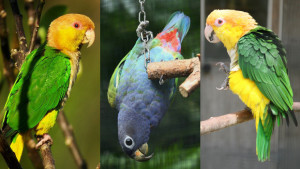 Nové druhy amazónků